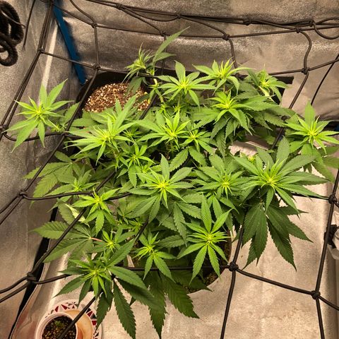Zkittles growlog timeline photo