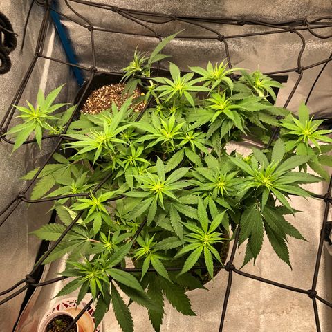Zkittles growlog timeline photo