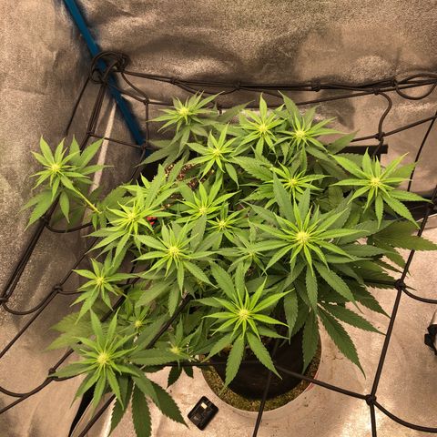 Zkittles growlog timeline photo