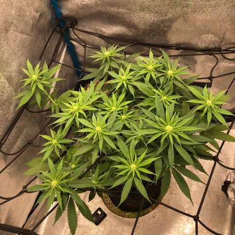 Zkittles growlog timeline photo