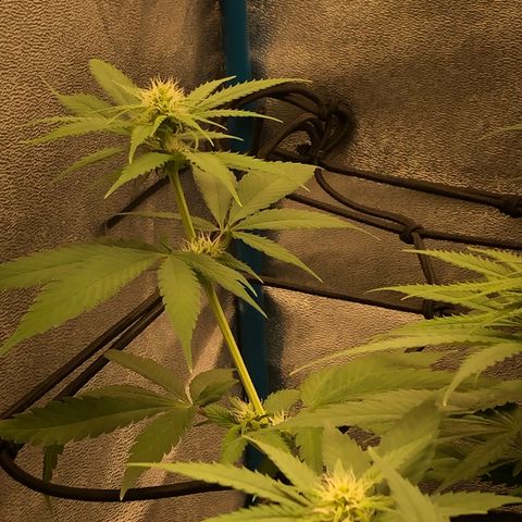 Zkittles growlog timeline photo