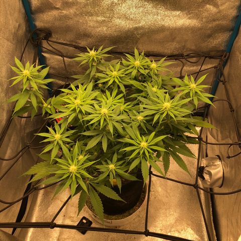Zkittles growlog timeline photo