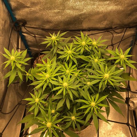 Zkittles growlog timeline photo