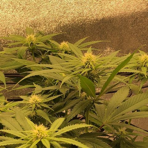 Zkittles growlog timeline photo