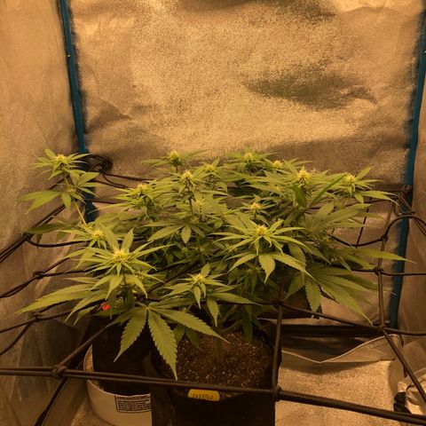 Zkittles growlog timeline photo