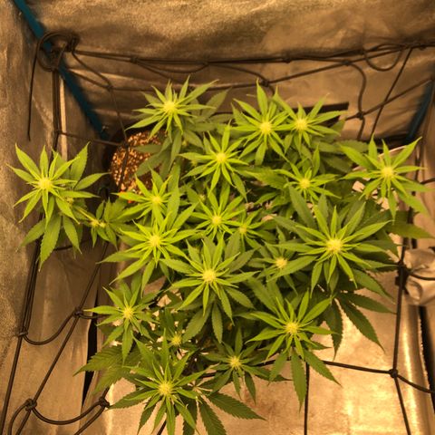 Zkittles growlog timeline photo