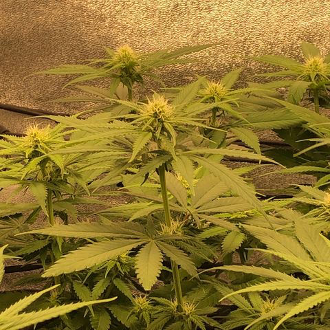 Zkittles growlog timeline photo
