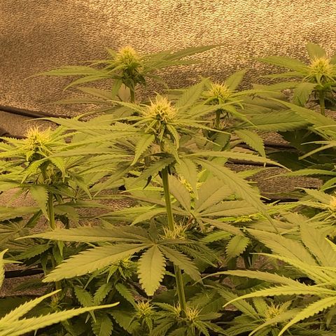 Zkittles growlog timeline photo