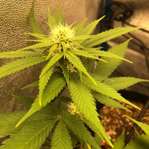 Zkittles growlog timeline photo