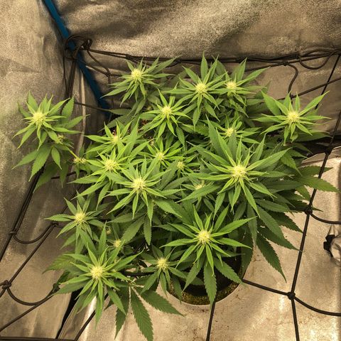 Zkittles growlog timeline photo