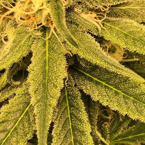 Zkittles growlog timeline photo