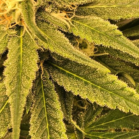 Zkittles growlog timeline photo