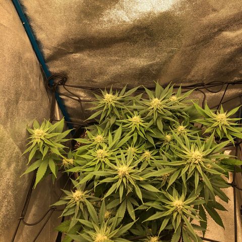 Zkittles growlog timeline photo