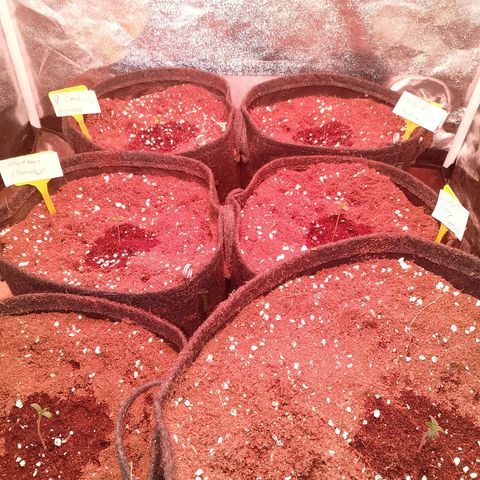 Banana purple punch, Lemon Cherry cookies, Papaya cookies  growlog timeline photo