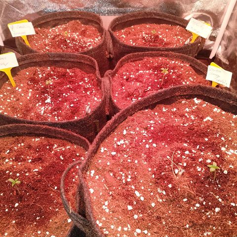 Banana purple punch, Lemon Cherry cookies, Papaya cookies  growlog photo: Erde mehr zur Mitte 