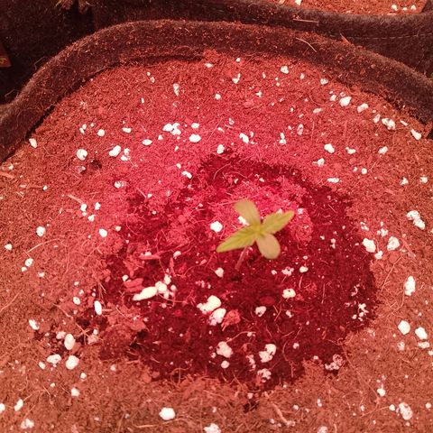 Banana purple punch, Lemon Cherry cookies, Papaya cookies  growlog timeline photo
