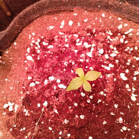 Banana purple punch, Lemon Cherry cookies, Papaya cookies  growlog timeline photo
