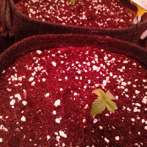 Banana purple punch, Lemon Cherry cookies, Papaya cookies  growlog timeline photo