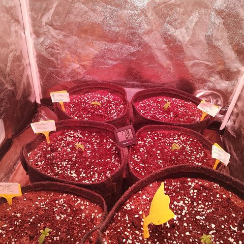 Banana purple punch, Lemon Cherry cookies, Papaya cookies  growlog timeline photo