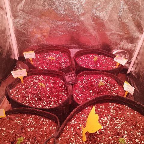 Banana purple punch, Lemon Cherry cookies, Papaya cookies  growlog timeline photo