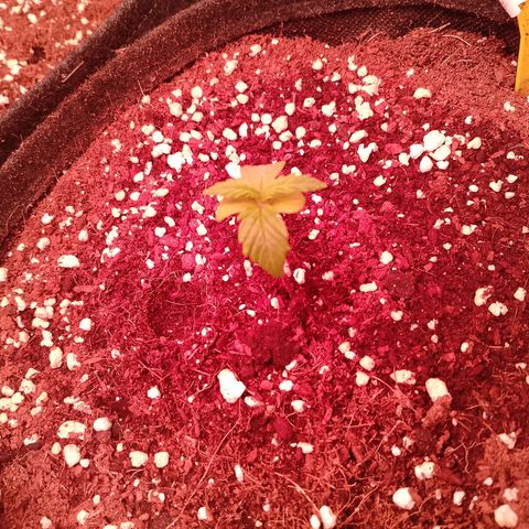Banana purple punch, Lemon Cherry cookies, Papaya cookies  growlog timeline photo
