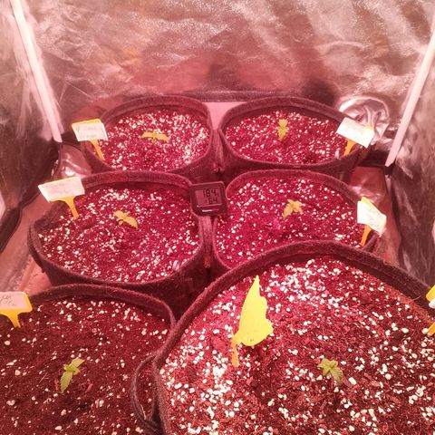 Banana purple punch, Lemon Cherry cookies, Papaya cookies  growlog timeline photo