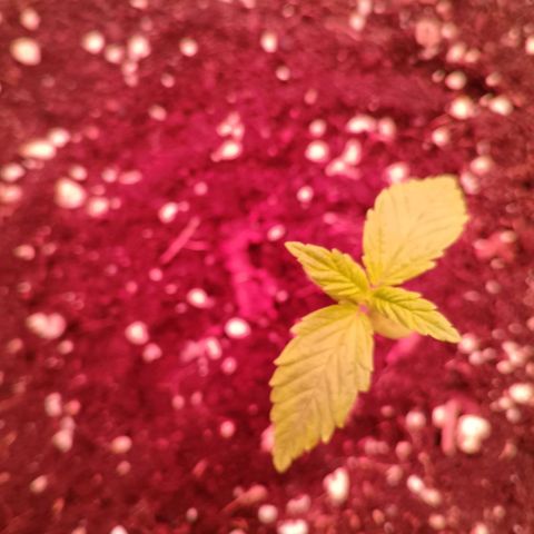 Banana purple punch, Lemon Cherry cookies, Papaya cookies  growlog timeline photo