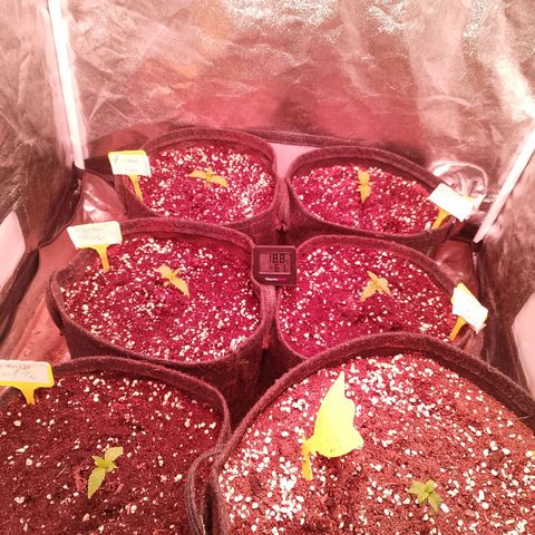 Banana purple punch, Lemon Cherry cookies, Papaya cookies  growlog timeline photo