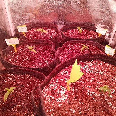 Banana purple punch, Lemon Cherry cookies, Papaya cookies  growlog timeline photo