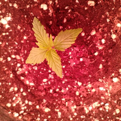 Banana purple punch, Lemon Cherry cookies, Papaya cookies  growlog timeline photo