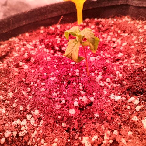 Banana purple punch, Lemon Cherry cookies, Papaya cookies  growlog timeline photo