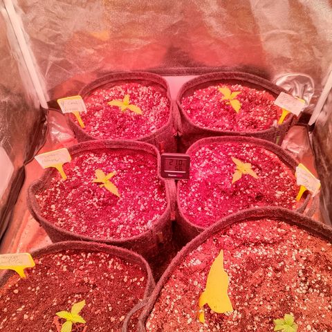 Banana purple punch, Lemon Cherry cookies, Papaya cookies  growlog timeline photo