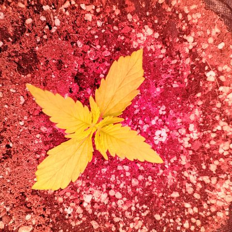 Banana purple punch, Lemon Cherry cookies, Papaya cookies  growlog timeline photo