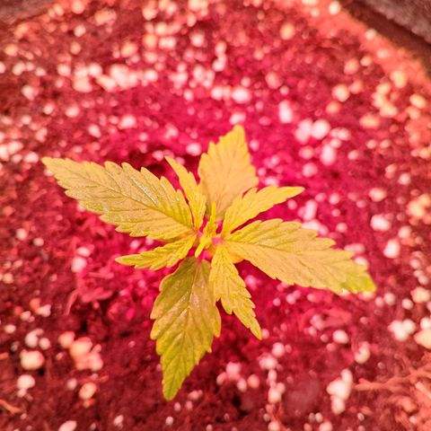 Banana purple punch, Lemon Cherry cookies, Papaya cookies  growlog timeline photo