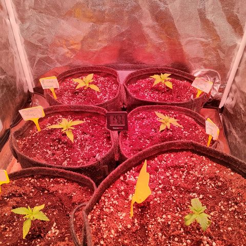 Banana purple punch, Lemon Cherry cookies, Papaya cookies  growlog timeline photo