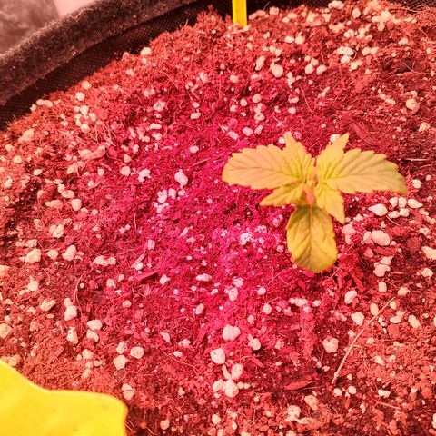 Banana purple punch, Lemon Cherry cookies, Papaya cookies  growlog timeline photo