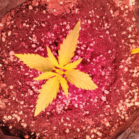 Banana purple punch, Lemon Cherry cookies, Papaya cookies  growlog timeline photo