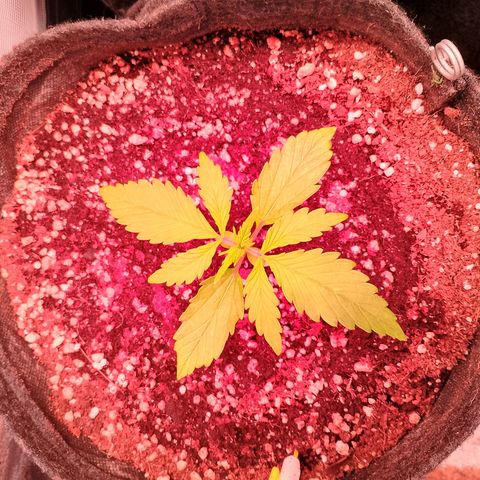 Banana purple punch, Lemon Cherry cookies, Papaya cookies  growlog timeline photo