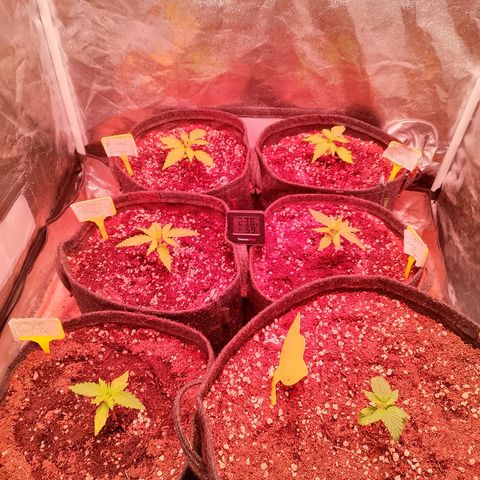 Banana purple punch, Lemon Cherry cookies, Papaya cookies  growlog timeline photo