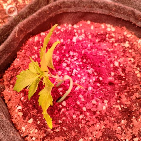 Banana purple punch, Lemon Cherry cookies, Papaya cookies  growlog timeline photo