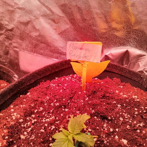 Banana purple punch, Lemon Cherry cookies, Papaya cookies  growlog timeline photo