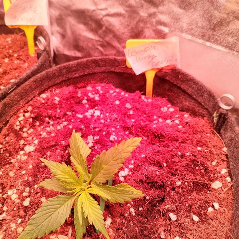 Banana purple punch, Lemon Cherry cookies, Papaya cookies  growlog timeline photo