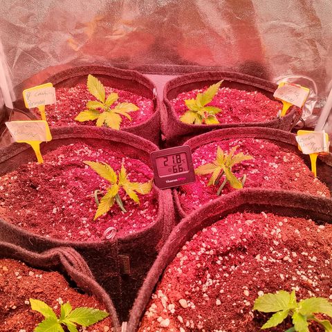 Banana purple punch, Lemon Cherry cookies, Papaya cookies  growlog timeline photo