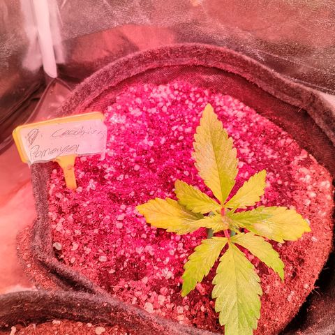 Banana purple punch, Lemon Cherry cookies, Papaya cookies  growlog timeline photo