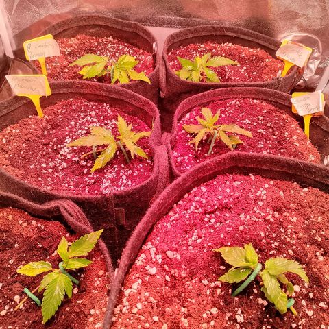 Banana purple punch, Lemon Cherry cookies, Papaya cookies  growlog timeline photo