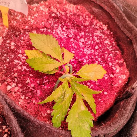 Banana purple punch, Lemon Cherry cookies, Papaya cookies  growlog timeline photo
