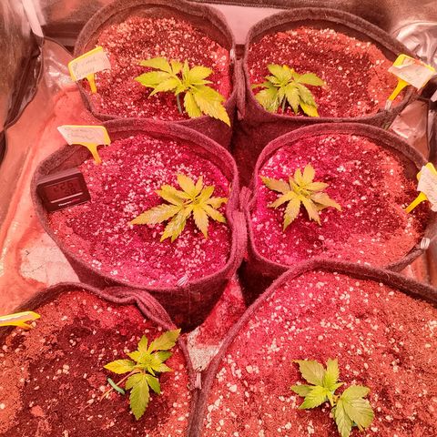 Banana purple punch, Lemon Cherry cookies, Papaya cookies  growlog timeline photo