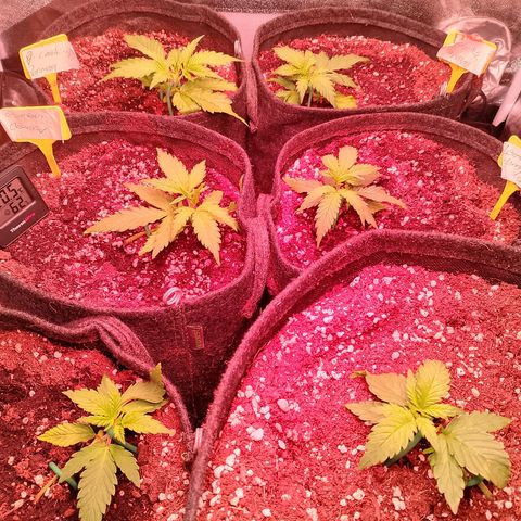 Banana purple punch, Lemon Cherry cookies, Papaya cookies  growlog timeline photo