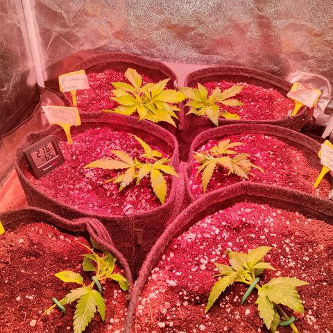 Banana purple punch, Lemon Cherry cookies, Papaya cookies  growlog timeline photo