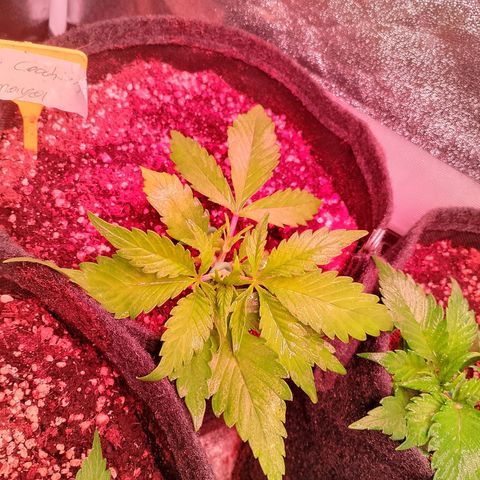 Banana purple punch, Lemon Cherry cookies, Papaya cookies  growlog timeline photo